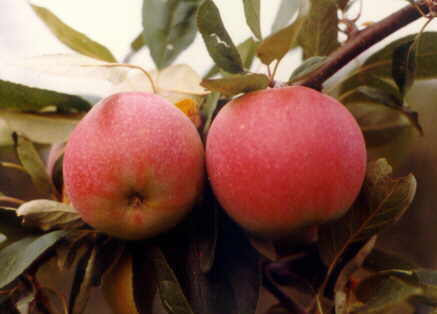 apfel