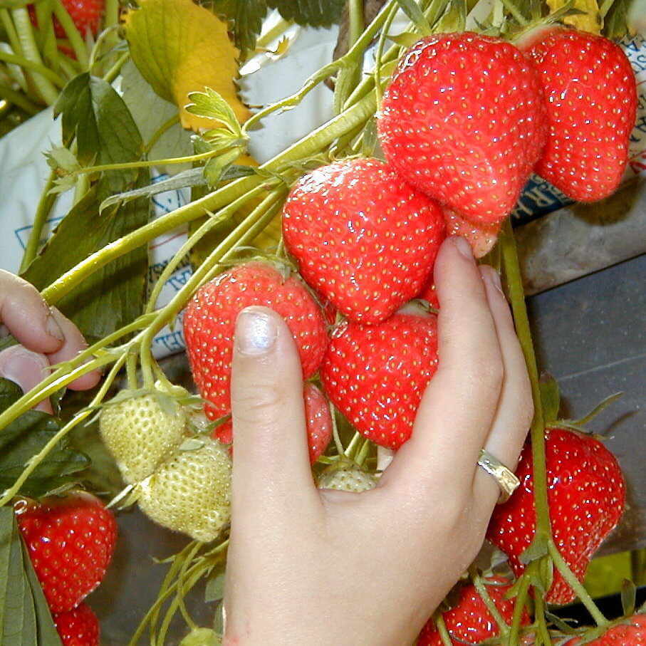 Erdhand