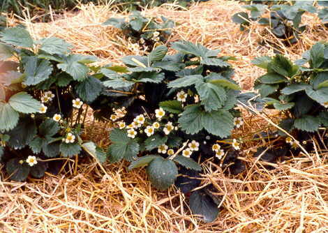 erdbeere
